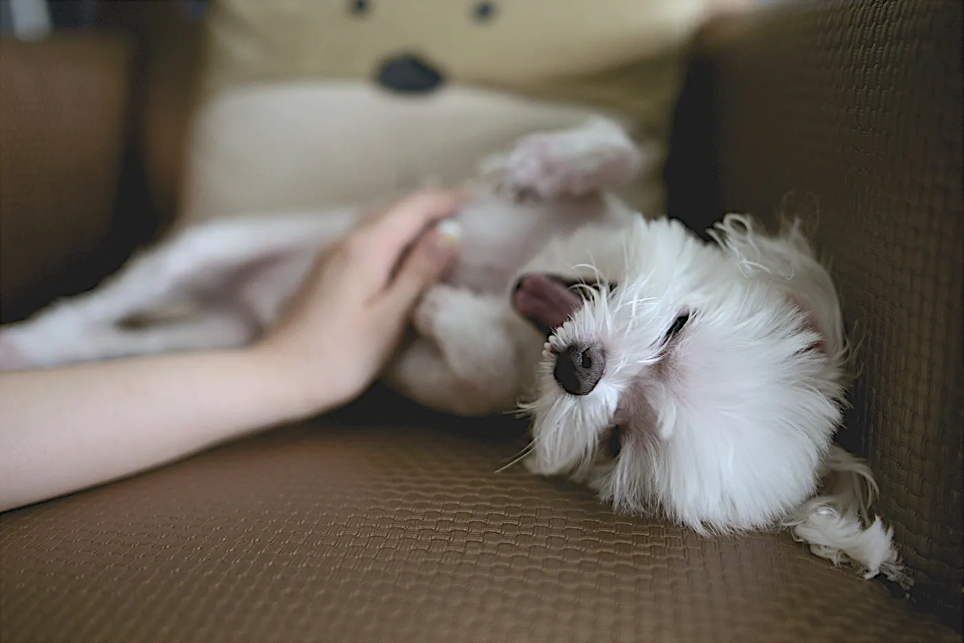 Perro blanco recostado en un sillón